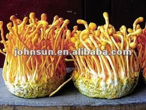 Высококачественный полезный продукт, экстракт Кордицепса милитари, порошок грибов для плодового тела - Product Image 2