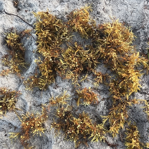 ผงสาหร่าย sargassum/sargassum แห้งคุณภาพสูง // shyn Tran - Product Image 1