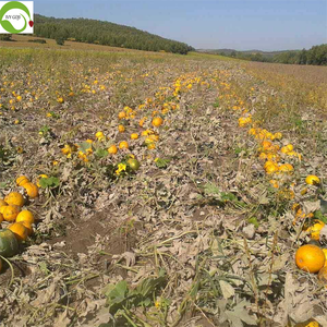 הסיטונאי הטוב ביותר באיכות מעולה ללא זרעי טעם צהוב עם מעטפת 25kg/שקית - Product Image 3