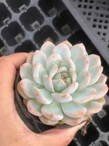 Envío Rápido, Planta Suculenta MinHui <span class=keywords><strong>Echeveria</strong></span> Monroe Variegada de 9cm, Ideal para Hogar, Balcón, Navidad, San Valentín, Graduación - Product Image 3