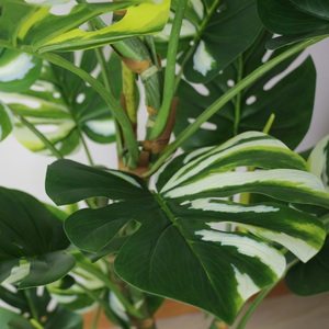 Plantes artificielles en plastique, vert Monstera, maison, jardin, salon, <span class=keywords><strong>chambre</strong></span> à coucher, balcon, décoration, plantes en plastique Tropical - Product Image 5