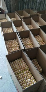 완전 자동 가금류 H 유형 배터리 시스템 계란 층 닭 감금소 - Product Image 5