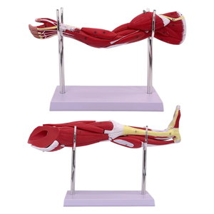 Modelo de Anatomía Muscular Humana, Figura de la Musculatura <span class=keywords><strong>del</strong></span> <span class=keywords><strong>Cuerpo</strong></span> <span class=keywords><strong>Humano</strong></span> para la Enseñanza Médica y el Aprendizaje de Anatomía - Product Image 3