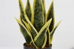 Macetas <span class=keywords><strong>de</strong></span> plástico artificiales para bonsái, macetas pequeñas <span class=keywords><strong>de</strong></span> 27CM para la <span class=keywords><strong>lengua</strong></span> <span class=keywords><strong>de</strong></span> la madre en la ley, serpiente - Product Image 3