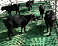 Revêtement de sol en plastique pour chèvres, facile à nettoyer, adapté aux fermes de moutons, chèvres et agneaux, haute capacité de charge