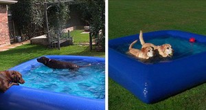 Mini <span class=keywords><strong>Blu</strong></span> Cane Gonfiabile <span class=keywords><strong>Acqua</strong></span> <span class=keywords><strong>Piscina</strong></span> Per Gli Animali Domestici - Product Image 4