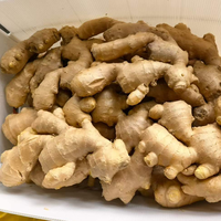 Racine de gingembre frais de qualité supérieure, gingembre éléphant en gros pour assaisonnement alimentaire et exportation directe de l'usine chinoise