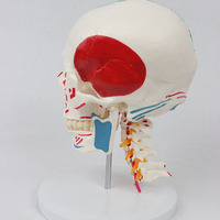 Modelo de Enseñanza Cervical Avanzado DARHMMY, 7 Vértebras con Cráneo Separado en Medio Color y Visualización de Origen/Inserción Muscular en Medio Color