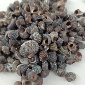 Concha negra pequeña <span class=keywords><strong>de</strong></span> 0,5-1,5 cm, conchas <span class=keywords><strong>de</strong></span> caracol, pecera, paisaje, artesanías, accesorios <span class=keywords><strong>de</strong></span> dibujo - Product Image 6