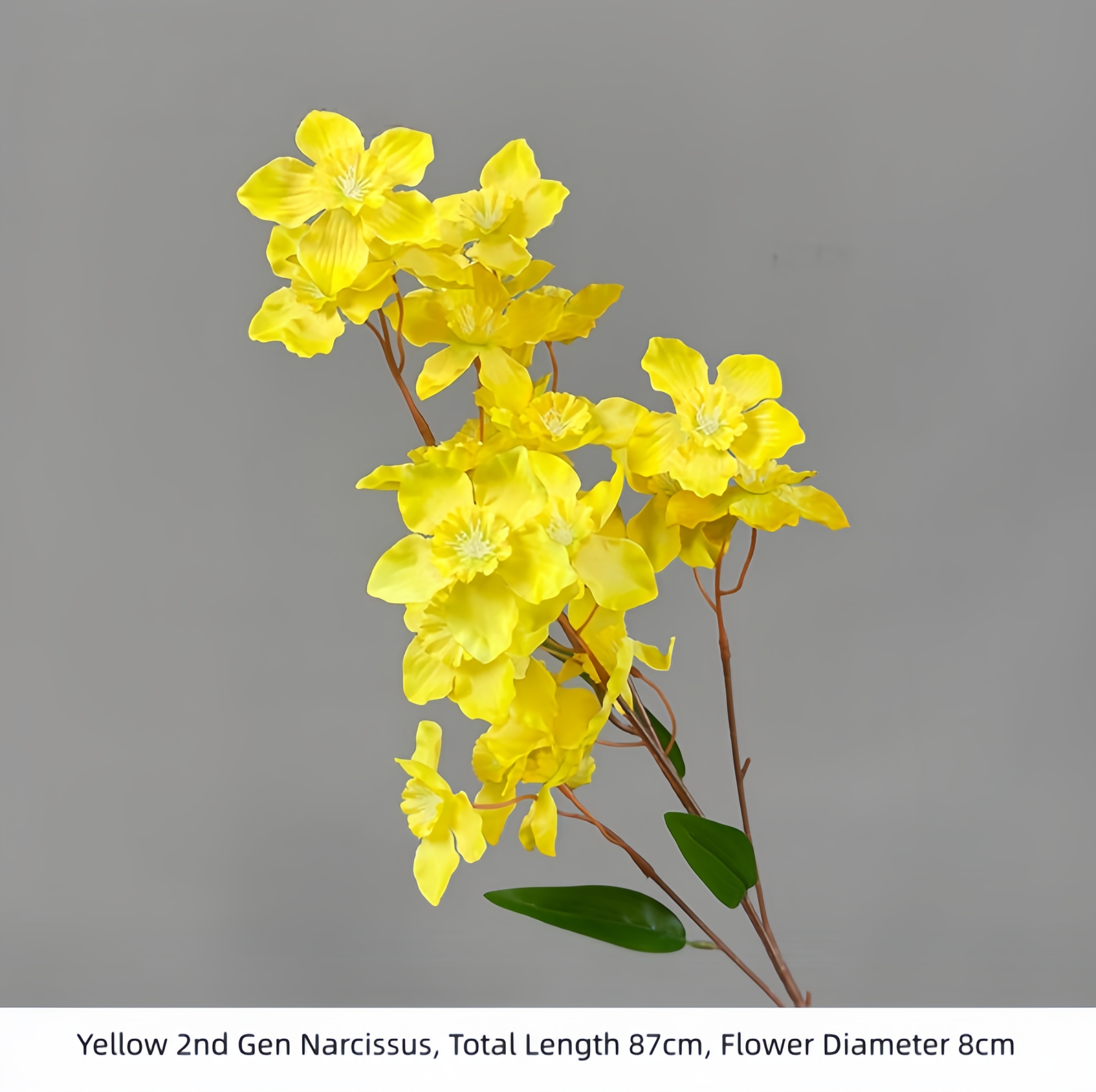 Yellow 2nd Gen Narcissus