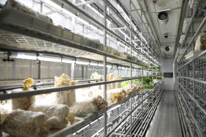 Système de drainage efficace pour la culture hydroponique de 500 à 1500 kg de graines de gazon frais, d'orge, de fourrage, de blé, de <span class=keywords><strong>seigle</strong></span>, de sorgho, d'alfalfa, machine de germination de graines, conteneur - Product Image 6