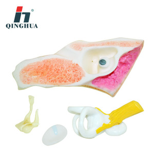 Modelo Anatómico de Oído Qinghua, Modelo de Estructura del Oído Humano, Ampliación 6x, para Educación Biológica y Médica - Product Image 3