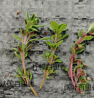 KAIYANGE Prix d'usine Feuilles de thym naturelles séchées Thym français Thymus Vulgaris L. Éclaircissant pour la peau Épices Assaisonnement Tisane