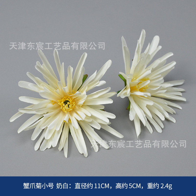 Crab Claw Chrysanthemum Small Milky White