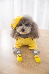 Chaussettes brodées pour animaux de compagnie, mignonnes, de haute qualité, antidérapantes, avec motifs de chiots et de chats - Product Image 6