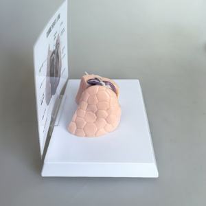 หัวใจสุนัข แบบจำลองหนอนหัวใจในสุนัข หลอดเลือดสุนัข ปอด อวัยวะ การสอนทางการแพทย์ แบบจำลองสัตวแพทย์ - Product Image 6