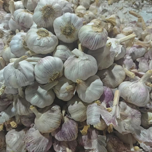 <span class=keywords><strong>Ajo</strong></span> fresco al por mayor libre de pesticidas buena calidad mejor precio Ail <span class=keywords><strong>Ajo</strong></span> Fresco Bawang Putih Popular en el mercado de Brasil - Product Image 2