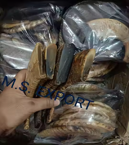 Qualité supérieure Naturel Mouton Béliers Corne Couteau Échelles Plaques 110% Couleur Naturelle Taille Personnalisée 50pcs Style Romantique Poli - Product Image 2