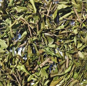 Shui Yang Mei ป่าธรรมชาติแห้ง thinleaf Adina กิ่งและใบตัดสำหรับสมุนไพร - Product Image 5