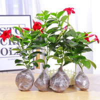 Tanaman Merambat Wandering Jew Vine, Berbunga Multi-Musim, Tanaman Merambat Merah Double Happiness, Bibit untuk Balkon, Dalam Ruangan, Empat Musim, Cina