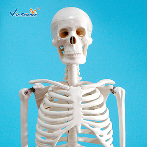 Modelo Anatómico de Órganos Humanos de PVC de 85 Centímetros para Ciencias Médicas, con Nervios y Discos Intervertebrales - Product Image 4