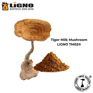สารสกัดผงเห็ดนมเสือ LiGNO TM02 แบบมาตรฐาน สำหรับบำรุงระบบทางเดินหายใจ เพิ่มพลังชีวิต วัตถุดิบคุณภาพสูง - Product Image 2