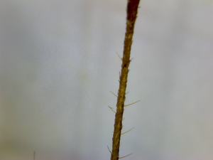 USBポータブルミニビデオ顕微鏡学生Androidスマートフォンwifiデジタル顕微鏡単眼調整<span class=keywords><strong>500X</strong></span>/100X - Product Image 4