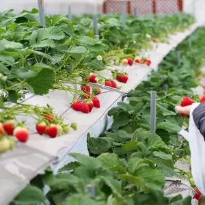 无土栽培和草莓植物生长水培系统无土栽培植物生长系统