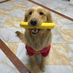 Anneau de dressage pour chien, jouet flottant pour l'entraînement en extérieur et disque volant, outil de jeu interactif pour chiens de petite, moyenne et grande taille - Product Image 3