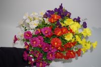 Plantas artificiales de plástico de fábrica, flores artificiales, paquete de margaritas coloridas, plantas que no se desvanecen para jardín, decoración del hogar, interior y exterior
