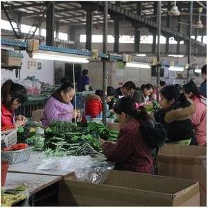 Großhandel Indoor Orchidee Rose Dekor Bulk ODM/OEM Künstliche <span class=keywords><strong>Petunia</strong></span> Weiße Blumen Große grüne künstliche Bäume für den Werbe gebrauch - Product Image 5