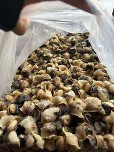 Carne di Conchiglia Congelata Popolare nel Mercato Asiatico - Product Image 2