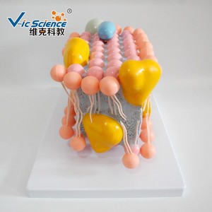 Modèle pédagogique médical de haute qualité : biologie cellulaire, modèle de structure de membrane cellulaire - Product Image 4