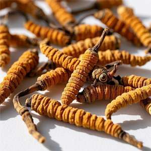 Seluruh tanaman <span class=keywords><strong>Cordyceps</strong></span> Sinensis ekstrak <span class=keywords><strong>Tibet</strong></span> Norland <span class=keywords><strong>Cordyceps</strong></span> Cultivo <span class=keywords><strong>Cordyceps</strong></span> - Product Image 3