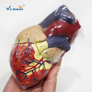 Modèle anatomique de cœur grandeur nature triple taille avec étiquettes numériques et structure cardiaque détachable ; adapté à l'usage médical - Product Image 5