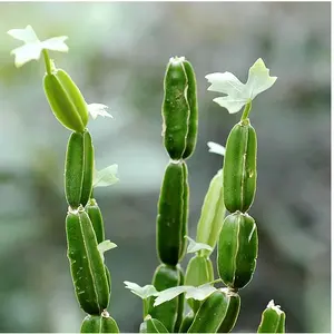 100ธรรมชาติ Cissus Quadrangularis ผง