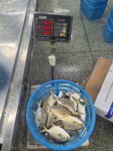 <span class=keywords><strong>Poisson</strong></span> Pompano Doré Congelé, Pomfret Doré Congelé IQF 300-400g 400-500g, Fruits de Mer d'Élevage en Gros pour l'Europe - Product Image 5