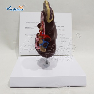 Modello Anatomico del Renino per Scienza Medica e Anatomia - Product Image 4