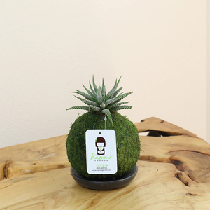 ฮาวอร์ธิอา โคเคดามา มอสบอล สำหรับแขวนตกแต่ง - Product Image 5