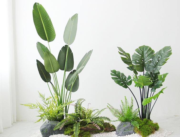Ensemble Canna du voyageur + Arbre à tortues