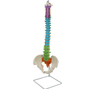 Modèle pédagogique de la colonne vertébrale, de la calotte occipitale et du nouveau bassin, grand format, aux couleurs naturelles - Product Image 4