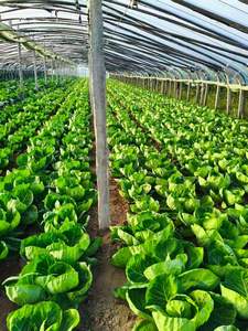 <span class=keywords><strong>Engrais</strong></span> Bio Organique Agricole pour la Promotion de l'Enracinement des Plantes Ascophyllum <span class=keywords><strong>Poudre</strong></span> d'<span class=keywords><strong>Algues</strong></span> Organique Naturelle Biostimulant Oligo-éléments - Product Image 3