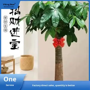 Árbol del Dinero Grande en Maceta, Planta de Interior y Exterior, Bonsái, Purificador de Aire, Decoración para Sala de Estar y Hogar - Product Image 3