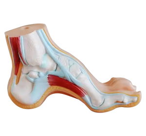 ADA enseñanza médica PVC Palma anatomía modelo para aprender normal arqueado pie plano anatomía - Product Image 4