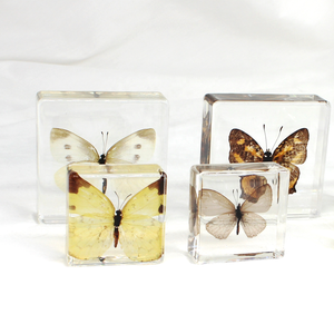 Recursos didácticos, exhibición de artesanías de resina, espécimen de mariposa Real, colección de espécimen preservado de mariposa, regalos para niños - Product Image 1