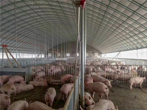 Ventilador de Extracción Industrial de 50 Pulgadas para Agricultura y Granjas Avícolas, Montado en Pared, Precio de Fábrica para Invernaderos - Product Image 6