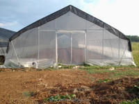 Serres agricoles de tunnel en plastique de film à portée unique de coût bas Serre agricole de cerceau