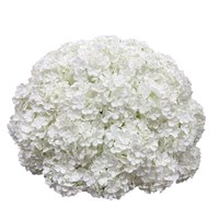 Fleurs artificielles en tissu de soie de la série blanche Alwaysbloom, de haute qualité, pour centres de table de mariage, hôtels, salles de banquet, arches et accents décoratifs