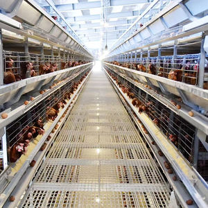 Automatic Poultry Equipment Battery <b>Cages</b> for <b>Chicken</b> Farming New Condition Layer Poultry <b>Cages</b> for Layer <b>Chickens</b> - Product Image 6