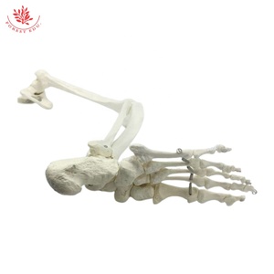 Modelo <span class=keywords><strong>de</strong></span> <span class=keywords><strong>Esqueleto</strong></span> Humano para Enseñanza Médica, Hueso <span class=keywords><strong>de</strong></span> la <span class=keywords><strong>Pierna</strong></span> Inferior del Pie, Tibiofibula, Fémur con Cadera (Soporte Colgante) - Product Image 6